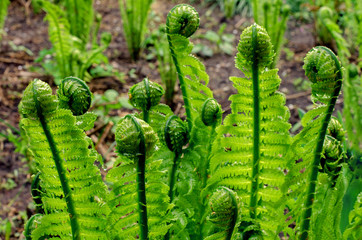 fern shoots after the rain.