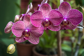 close up image of orchid