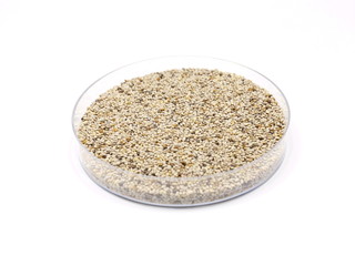 White Chia Seeds (Salvia hispanica) in Petri Dish
