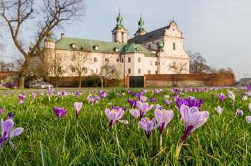 Fototapeta Crocuses on the meadow and Skalka monastery, Krakow, Poland - focus on flowers obraz