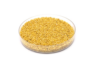 Hirse (Panicum miliaceum) in Petrischale
