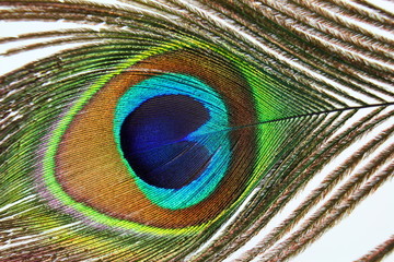 Obraz premium Beautiful peacock feathers on white background