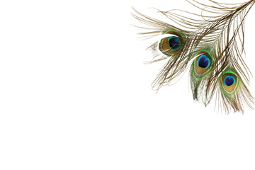 Beautiful peacock feathers on white background with copy space