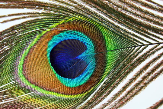 Beautiful peacock feathers on white background