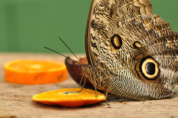 Fototapeta premium Mariposa búho comiendo naranja