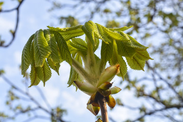 молодые листья дерева каштан