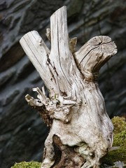 heart shaped piece of wood stump near a river