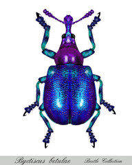 Bug Byctiscus betulae female