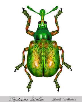 Bug Byctiscus betulae male