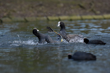 Eurasian Coot, Coot, Fulica atra - spring flight. 
