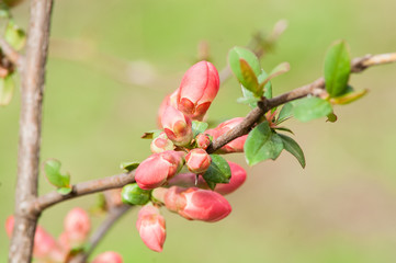 Chinese quince flowers