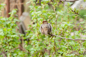 Sparrow on a branch