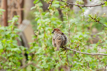 Sparrow on a branch