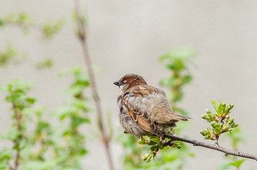 Sparrow on a branch