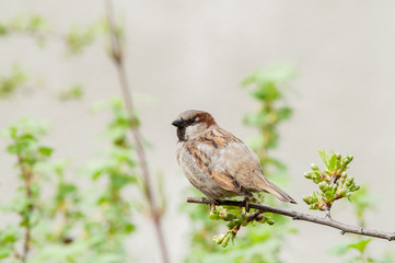 Sparrow on a branch