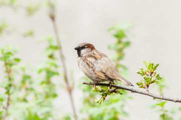 Sparrow on a branch