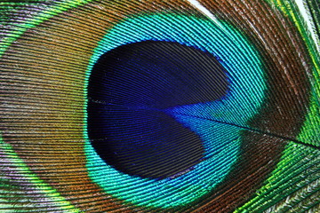 beautiful peacock feather closeup as background