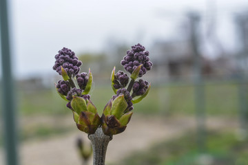 молодые листья на кусте сирени