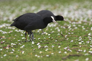 Eurasian Coot, Coot, Fulica atra