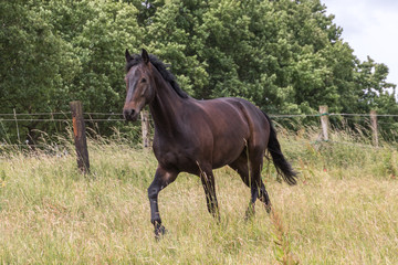 Fototapeta premium dunkelbraunes Pferd trabt über gelbe Sommerwiese