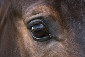 schwarzes Auge eines fast schwarzen Pferdes