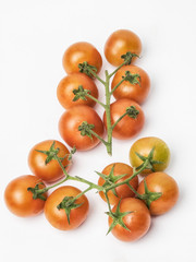 Tomates en rama sobre fondo blanco