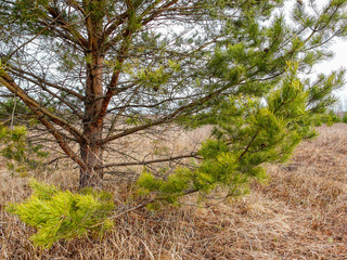 Pine on a dry grass.