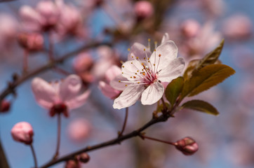 Obraz premium Pink cherry plum flowers on a blue sky background