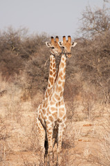 Two Headed Giraffe