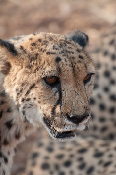 Portrait of a prowling cheetah