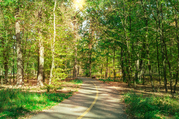 Sunny day in summer park.