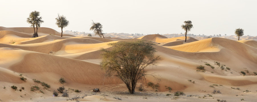 panorama of sand desert with trees
