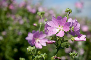 blooming musk mallow field in summer light (Malva alcea, cut-lea