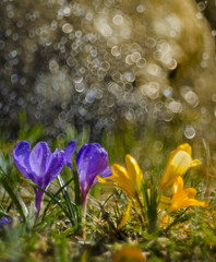Spring flowers. Purple crocuses