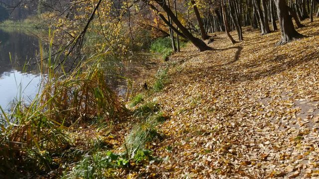 Camera Follows by Footpath Park in Autumn Branches Close up Yellow Fallen Leaves Footpath Through Park is Near the Lake Sun Shines Brightly Smooth Water