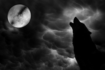 Naklejka premium Wolf howling