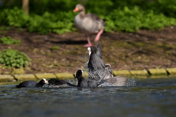 Eurasian Coot, Coot, Fulica atra - spring flight. 