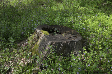 
Hive with flowers