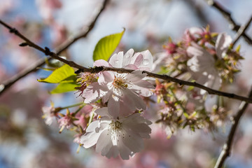 kirschblüte