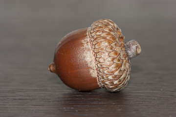 acorn