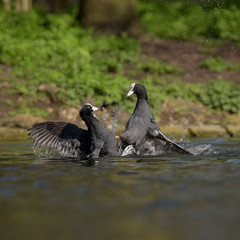 Eurasian Coot, Coot, Fulica atra - spring flight. 