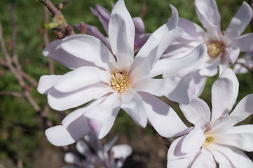 Beautiful mauve magnolia in park