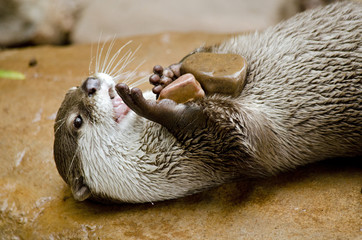 oriental otter
