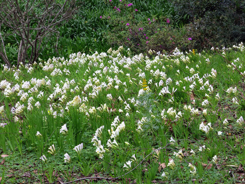 Freesien (Freesia spez.)