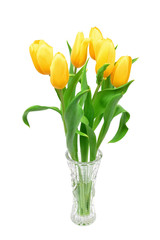 Yellow tulips in a glass vase isolated on white background, yellow spring flowers