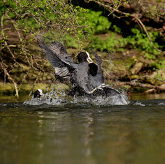 Eurasian Coot, Coot, Fulica atra - spring flight. 