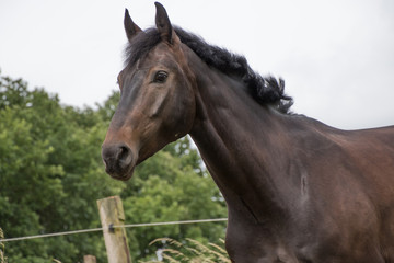 Kopf und Hals eines aufmerksamen dunkelbraunen Pferdes auf der Koppel
