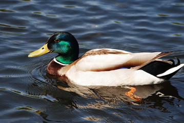 canard