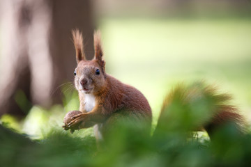 Squirrel nut the eater. Small depth of field