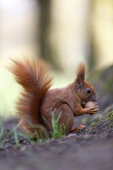 Squirrel nut the eater. Small depth of field